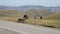 A group of horses graze in an alpine pasture. Herd of adult horses and foals on a sunny day