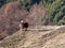 A group of horses grazing in alpine meadows