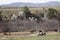 Group of horses grazing at a field with bare trees in the background