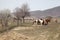 Group of horses grazing at a field with bare trees on the side