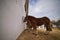 Group of horses inside a barn