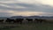 Group horses in Mongolia