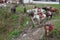 Group of horses in nation park at China for traveler ride.