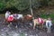 Group of horses in nation park at China for traveler ride in the