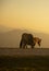 group of horses pacing in the mountains at sunset