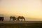 group of horses pacing in the mountains at sunset