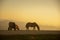 group of horses pacing in the mountains at sunset