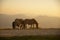 group of horses pacing in the mountains at sunset