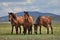 Group of horses on a pasture.