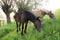 Group of horses pasturing on the meadows along the Vistula river in Mazovia region in Poland