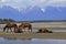 Group of horses on the river Bank against the background of mountains.