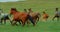 The group horses run on green meadow. The herd of beautiful free horses run on green field. Fast horses gallop in slow
