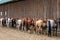 Group of horses saddled and bridled up ready for a trail ride, lined up along barn outside wall