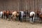 Group of horses saddled and bridled up ready for a trail ride, lined up along barn outside wall