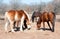 Group of horses sharing their hay