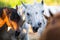 Group of horses standing together outdoor