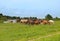 Group of horses with young colts on green meadow