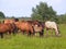 Group of horses with young colts on green meadow