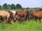 Group of horses with young colts on green meadow