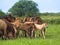 Group of horses with young colts on green meadow