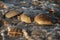 Group of Horseshoe crabs in water on Kitts Hummock a Delaware Bay Coastline