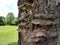 A group of horseshoe fungus growing on a tree