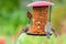 A group of House Finches Male and Female on a feeder in a suburban garden