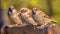 Group of House Sparrow