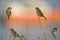 A group of House sparrows Passer domesticus perched on a reed branches in the golden morning sun.