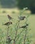 A group of house sparrows perching in a bush beside a wheat field