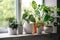 group of houseplants in concrete flowerpots on window sill