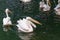 Group huge Great white pelican or pink pelican feeding in the lake with fish, the bird is listed in the red book, close-up,