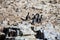 Group Humboldt penguin, Spheniscus humboldti, isla de Ballestas, Peru