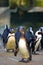 Group of humboldt penguins