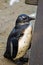 Group of humboldt penguins