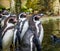 Group of humboldt penguins standing at the water side, Water birds from the pacific coast, Threatened animal specie with