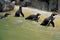 Group of Humboldt penguins walking out of pool