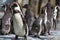 Group of Humboldt Penguins in the zoo