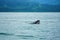 Group of humpback whale mouth in Corcovado National Park of Costa Rica