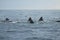 Group of humpback whales