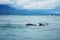 Group of humpback whales by the coast of Corcovado National Park of Costa Rica