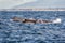 A group of humpback whales swimming in the waters of Monterey ba