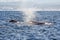 A group of humpback whales swimming in the waters of Monterey ba