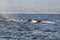 A group of humpback whales swimming in the waters of Monterey ba