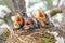 Group of hungry baby birds sitting in their nest with mouths wide open waiting for feeding. Young birds in nest concept