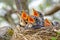 Group of hungry baby birds sitting in their nest with mouths wide open waiting for feeding. Young birds in nest concept