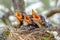 Group of hungry baby birds sitting in their nest with mouths wide open waiting for feeding. Young birds with orange beak cry,