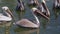 Group of hungry pelicans waiting for fish