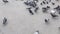 Group of hungry pigeons running and eating bread and seeds from the ground.