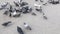 Group of hungry pigeons running and eating bread and seeds from the ground.